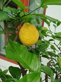 Citron - 4