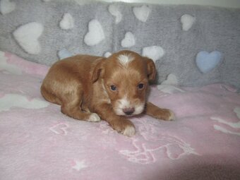 Maltipoo štěňátka - 4