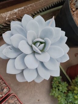 Kaktusy 🌵 - 4