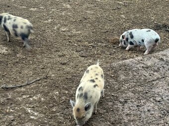 Gottingentské mini prasátka - 4