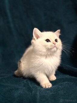 Britské kotě bílá činčila - 4