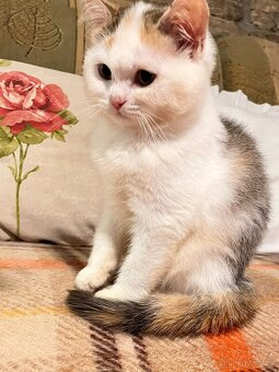 Britská koťátka bez PP - 4