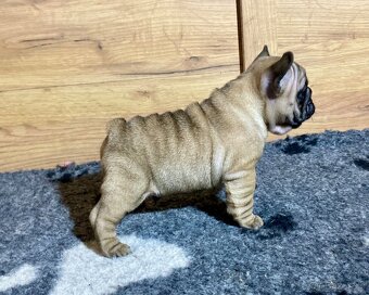 TOP francouzský buldoček s PP FCI - 4