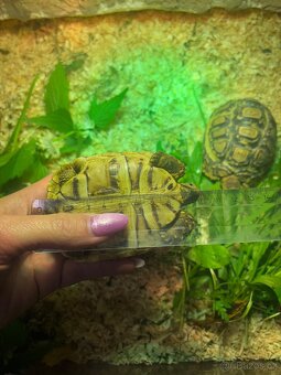 Želva pardálí - odrostlé - 4