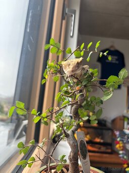 Pagekoni terarium + 3 gekoni - 4