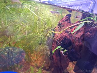 Paví očka, ancistrus, neonky - 4