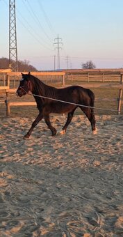 Welsh pony D valach 3roky - 4