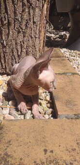 Sphynx holčička - 4