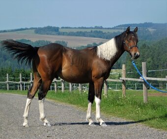 Paint horse hřebeček 2024 - 4
