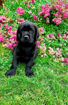 IHNED K ODBĚRU Labradorský Retriever s PP - 4