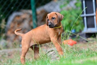 Štěňátko rhodéského ridgebacka - nestandardní kluk s PP - 4