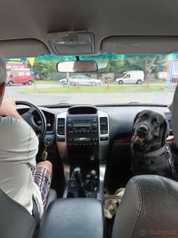 Labrador retrívr s PP - krytí - 4