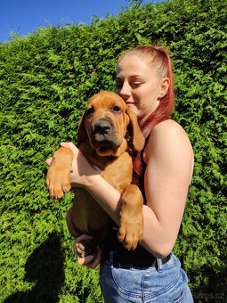 TOSA INU zlatá štěňátka s PP - 4