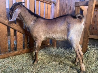 100% anglonubijský kozel - 4