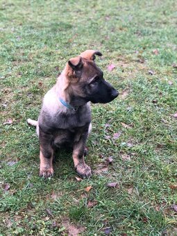 Stene Německého ovcaka s PP - 4