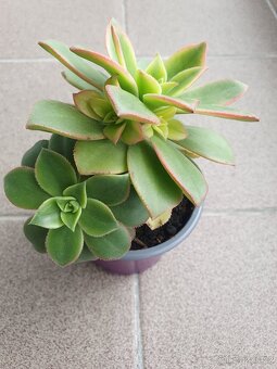 Sukulent - 4