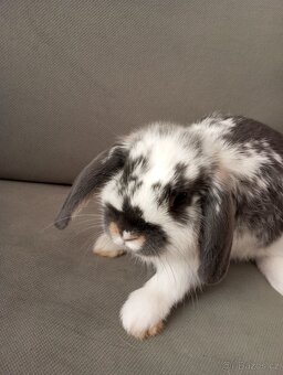 Zakrslý beránek králíček - 4