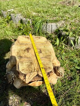 ‼️ Želva ostruhatá (Centrochelys sulcata) ‼️ - 4