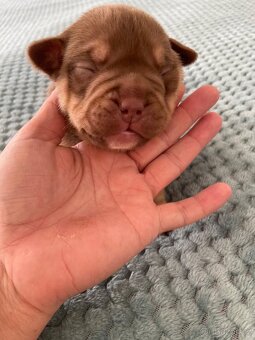 American bully pocket (mini) - 4