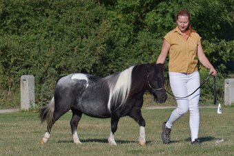 Klisna shetland pony - 4