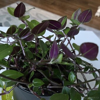 Tradescantia fluminensis,  velký trs - 4