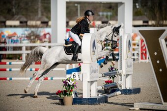 Sportovní pony B klisna - 4