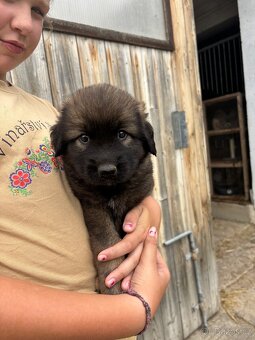 Leonberger x kavkazský pastevecký pes - 4