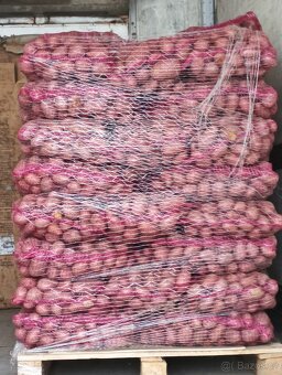 Brambory na uskladnění - 4