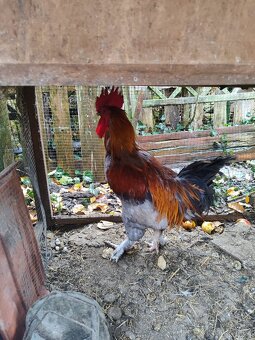 Čistokrevný maranský kohout - 4