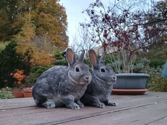 Zakrslý REX činčilový s rodokmenem miminka - 4