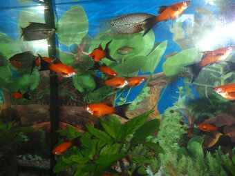 Aktuální nabídka akvarijních rybek,šneků,krevet - 4