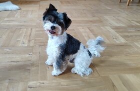 jorkšír Biewer - 4