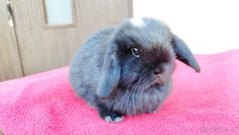Zakrslý beránek, králíček, králík - ELLA - 4