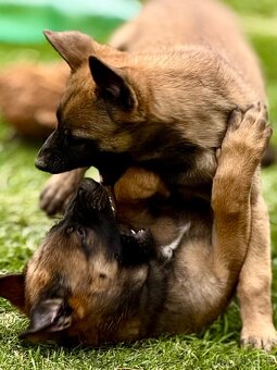 BELGICKÝ OVČÁK MALINOIS - 4