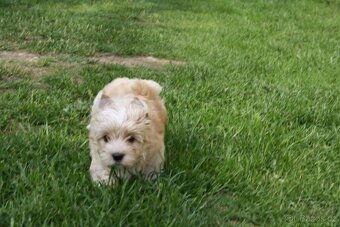 Yorkshire Terrier Golddust - 4