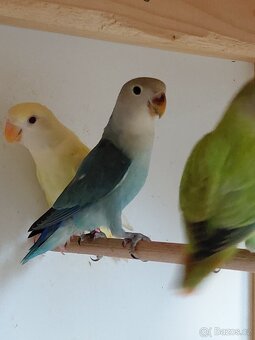 Agapornis růẓ̌ohrdlý - 4