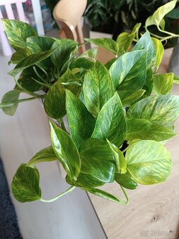 Epipremnun Hicolor - 4