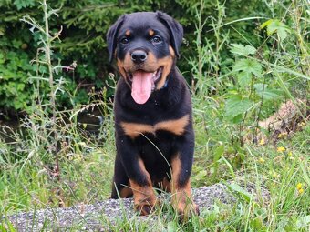 Šteniatka Rottweilera, Rottweiler, Rotvajler,Rottweiler s PP - 4