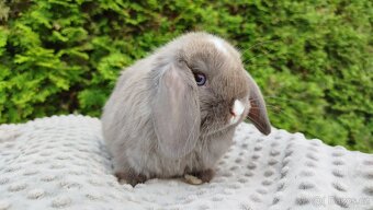 Zakrslý beránek, králíček, králík - ŇUFÍK - 4