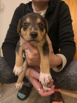 Prodej Štěňátek - 4