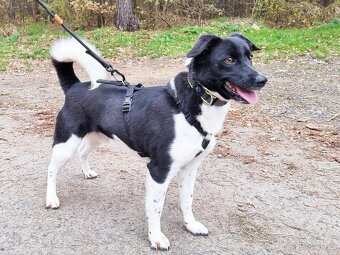 ARIELL K ADOPCI - přátelský mazel, vhodný k dětem - 4