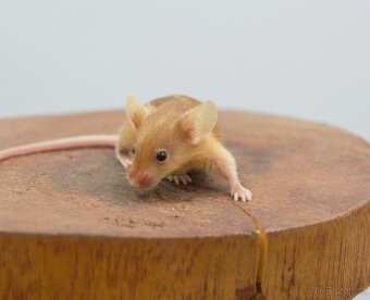 Pet myšky - 4