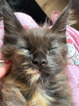 Mainska mývalí - 4