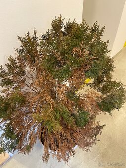 Darují zakrslou túji - 4