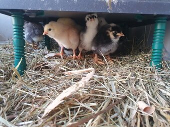 Poctivé domácí vajíčka, vejce - 4