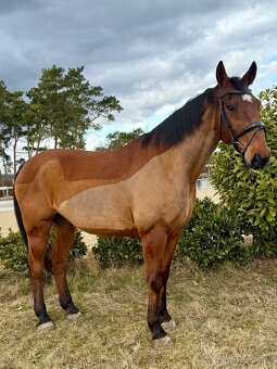 Hodný valach - učitel k prodeji - 4