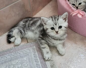 Britská-whiskas-koťátka - 4