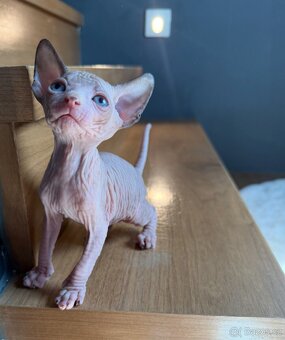Kanadský sphynx kocourci - 4