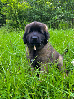 Leonberger - štěně s PP fenečka Christie - 4