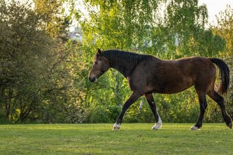 Welsh Cob klisna - 6 let - 4